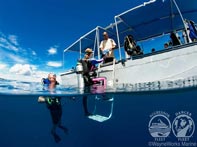 Rock Islands Aggressor Dive Tender